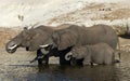 Elephants drinking by the Chobe River, Botswana Royalty Free Stock Photo