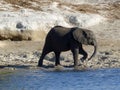 Young elephant by the Chobe River, Botswana Royalty Free Stock Photo