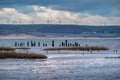 Evening falls over Skern near Appledore, North Devon. With cormorants, gulls, oyster catchers - and the wind farm.