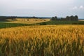 Evening fields