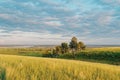 Evening fields of different grass, illuminated by the evening sun, the sky before sunset with clouds