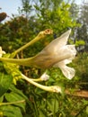 The evening flowers are white and very beautiful