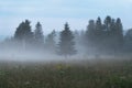 Evening fog/mist between the trees. Concept horror, mistick landscape Royalty Free Stock Photo