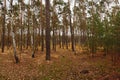 Evening forest in autumnal czech tourist area Kersko on 10th november 2018 Royalty Free Stock Photo