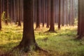 Evening forest Royalty Free Stock Photo