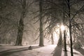 Evening forest snowy landscape Royalty Free Stock Photo