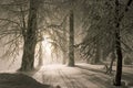 Evening forest snowy landscape Royalty Free Stock Photo