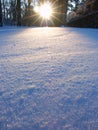 Evening forest sunlight landscape Royalty Free Stock Photo