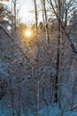 Evening forest.