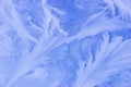 Evening frost pattern texture Royalty Free Stock Photo