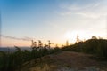 Evening sunset nature landscape. Pines, rocks and grass Royalty Free Stock Photo