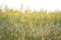 Evening grass background sun light Royalty Free Stock Photo