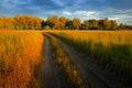 Evening on the gravel road in savannah, Moremi, Okavango delta in Botswana, Afrivca. Sunset in African nature. Golden grass with f