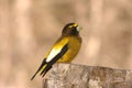 Evening grosbeak