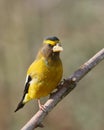 Evening Grosbeak Royalty Free Stock Photo