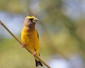 Evening Grosbeak Royalty Free Stock Photo