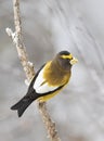 An Evening Grosbeak Coccothraustes vespertinus male perched on a snow covered branch in Algonquin Park