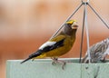 Evening Grosbeak at Colorado Birdfeeder Royalty Free Stock Photo