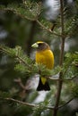 An Evening Grosbeak on Fir Tree Royalty Free Stock Photo