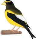 Evening Grosbeak on a Perch Illustration Royalty Free Stock Photo