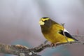 Evening Grosbeak 830038