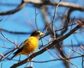 Evening grosbeak in a tree Royalty Free Stock Photo
