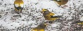 Evening Grosbeaks Coccothraustes vespertinus gathered together eating seed in snow.