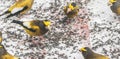 Evening Grosbeaks Coccothraustes vespertinus gathered together eating seed in snow.