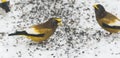 Evening Grosbeaks Coccothraustes vespertinus gathered together eating seed in snow.