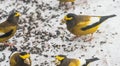 Evening Grosbeaks Coccothraustes vespertinus gathered together eating seed in snow.