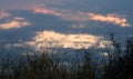 Evening on the lake. Reed on the shore before the reflection of clouds in the water