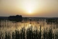 Evening on the lake in summer in July. The reeds are reflected on the calm surface of the water. Soft light and bright colors. Royalty Free Stock Photo