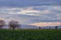 Evening landscape with bare trees, green field and hills at the horizon Royalty Free Stock Photo