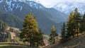 Evening landscape with coniferous trees, mountain slopes and mountain peaks