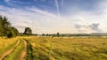 Evening landscape with lush pine tree on the banks of the river and a dirt road Royalty Free Stock Photo