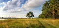 Evening landscape with lush pine tree on the banks of the river and a dirt road Royalty Free Stock Photo