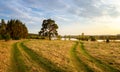 Evening landscape with lush pine tree on the banks of the river and a dirt road Royalty Free Stock Photo