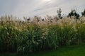 Evening landscape Reed flowers in full bloom for landscaping