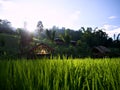 The evening landscape of rice field
