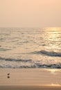 Evening landscape of the sea and golden sand beach in South Goa India Royalty Free Stock Photo