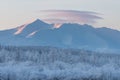 Trees Covered With Snow With Pink Clouds In the coldest place on Earth - Oymyakon