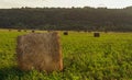 Evening landscape of straw hay bales on green field at sunset. Rural nature Royalty Free Stock Photo