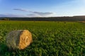 Evening landscape of straw hay bales on green field at sunset. Rural nature Royalty Free Stock Photo