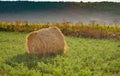 Evening landscape of straw hay bales on green field at sunset. Rural nature Royalty Free Stock Photo