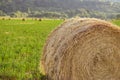 Evening landscape of straw hay bales on green field at sunset. Rural nature Royalty Free Stock Photo