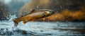 Concept Nature Photography, Wildlife Portraits, Aquatic Evening Leap A Salmons Twilight Dance