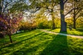 Evening light on colorful trees in Druid Hill Park, Baltimore, M