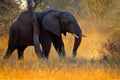 Evening light elephant, sunset. big animal in nature habitat, Chobe, Botswana, Africa. Beautiful evening light with elephant. Big