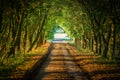 Evening light falls across beautiful farmland track in the British countryside.