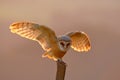 Evening light with landing owl. Barn owl flying with spread wings on tree stump at the evening. Wildlife scene from nature. Bird o